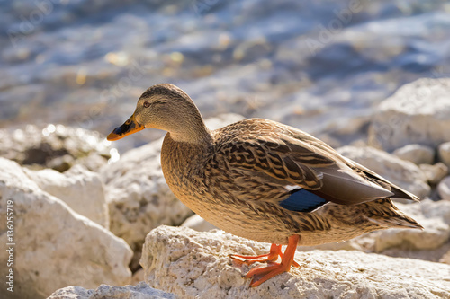 Female mallard, mottled wild duck, with brown speckled plumage and a patch of white blue and black standing on rock near lake (Anas fulvigula) photo