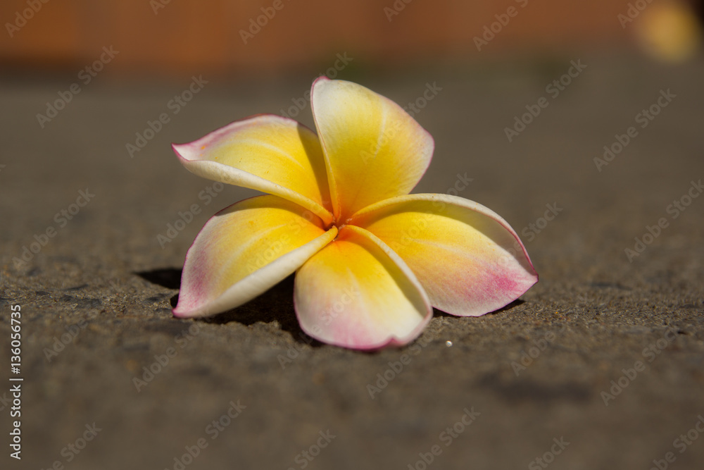 plumeria lower on the ground