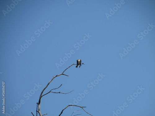 Pájaro sin cabeza