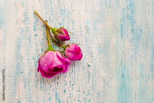 Flowers Background - Copy space for your Text - Natural Beauty Concept - Pastel Colors