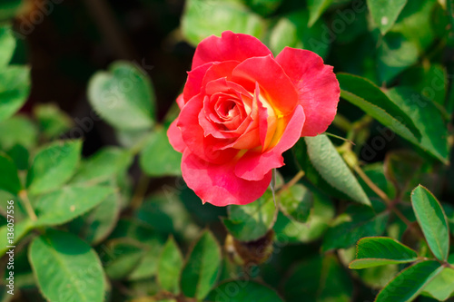 Roses in valentines day.