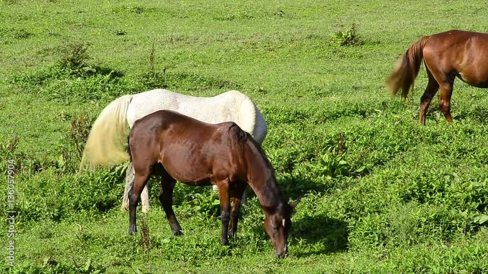 Two horses grazing at Cades Cove, Great Smoky Mountains National Park. Camera locked. Two horses grazing at Cades Cove, Great Smoky Mountains National Park. Camera locked.