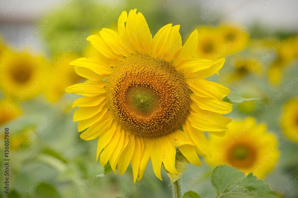  Sunflower field