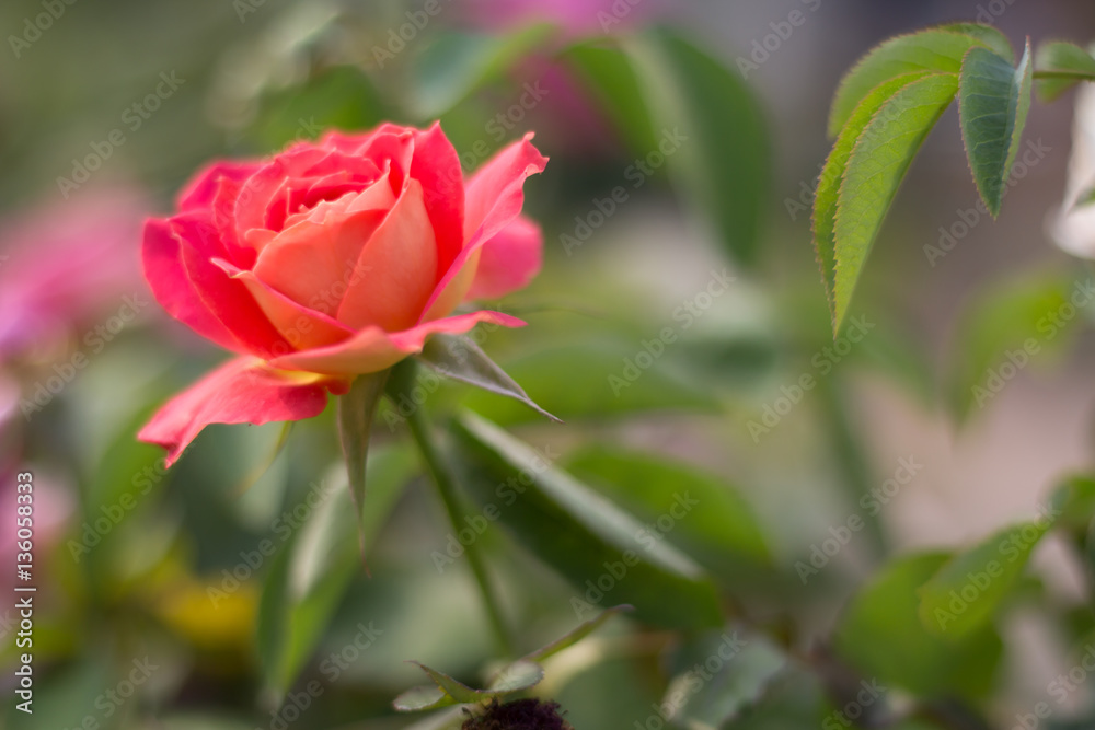 Roses in valentines day.