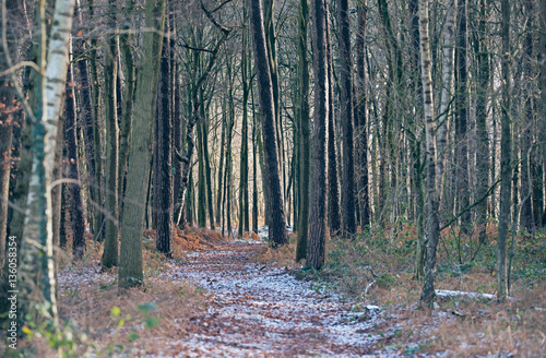 Snowy walking path in winter forest.