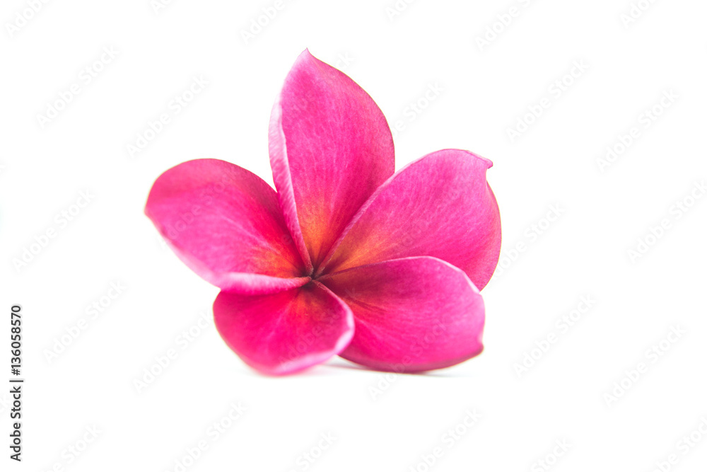 plumeria flower with isolate plumeria flower with isolate