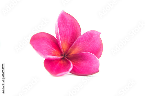 plumeria flower with isolate