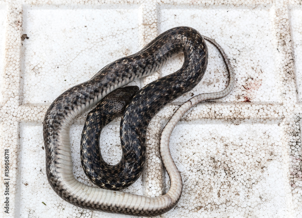 snakes at market snakes at market