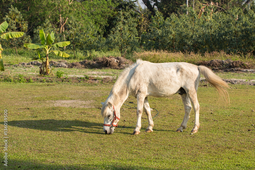 White horses in the field White horses in the field