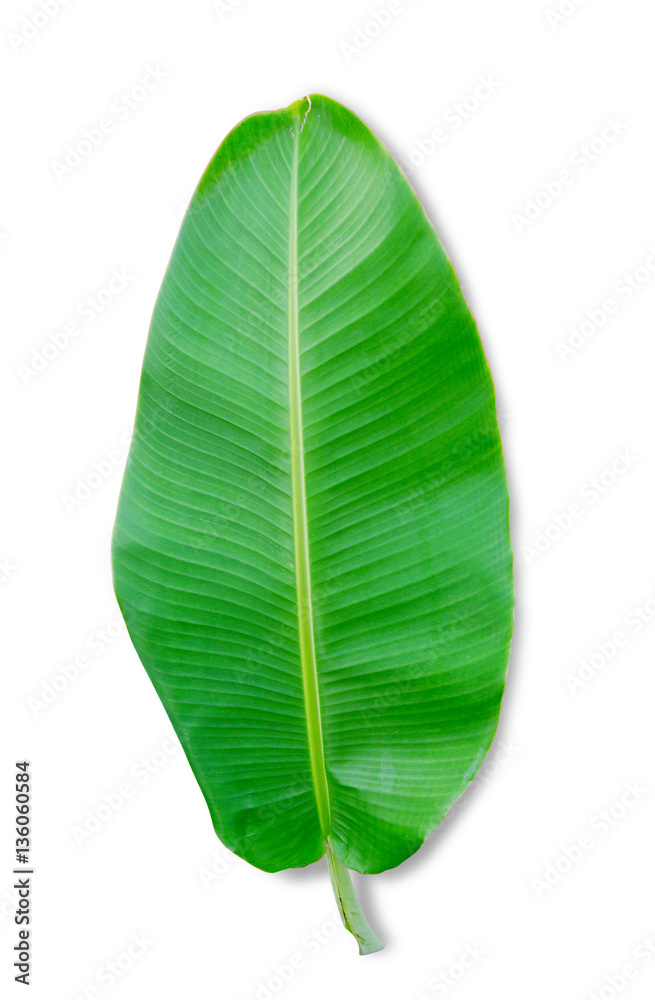 banana leaf isolated on white background, File contains a clipping path.