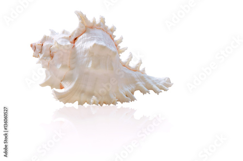 Sea shells isolated on white background with clipping path.