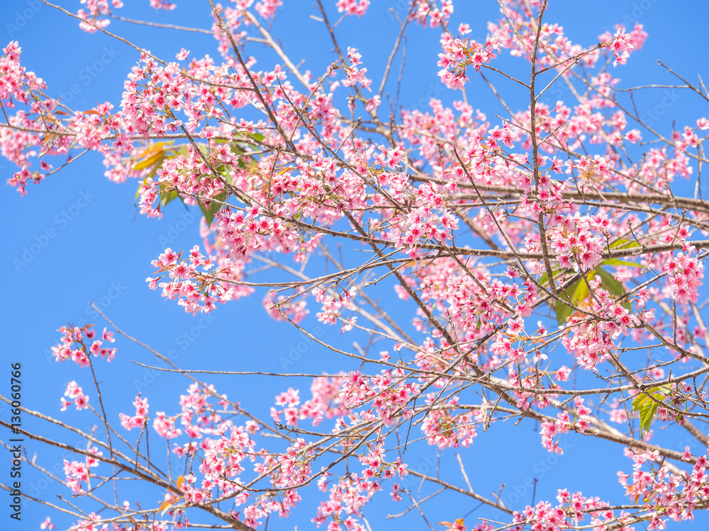 Wild Himalayan Cherry flower, Pink of Cherry blossom 2 Wild Himalayan Cherry flower, Pink of Cherry blossom 2