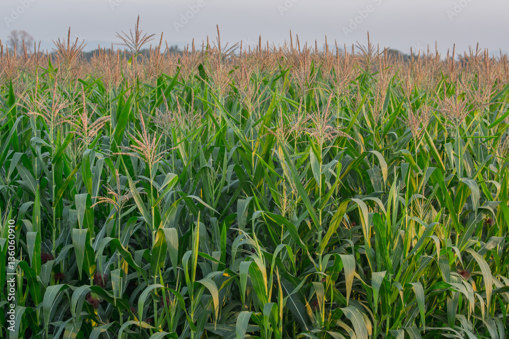 Obraz premium Green corn field in agricultural garden