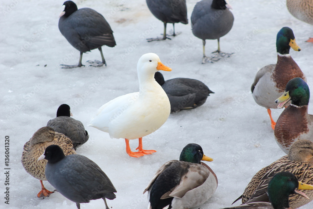Fototapeta premium Schneegans (weiße Gans) inmitten von Stockenten (Enten)