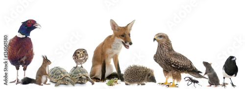 Canvas Print group of wild animals in Europe
