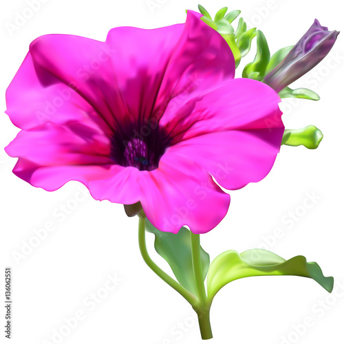 Pink petunia flower