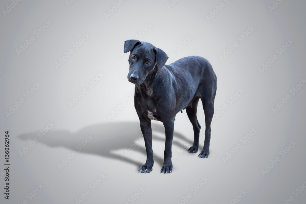 Black Dog isolated on gray baclground with clipping path.Black Dog's eyes are sad. Black Dog isolated on gray baclground with clipping path.Black Dog's eyes are sad.