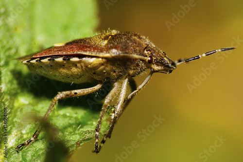 Macro side view of a berry caucasian fluffy bug  photo