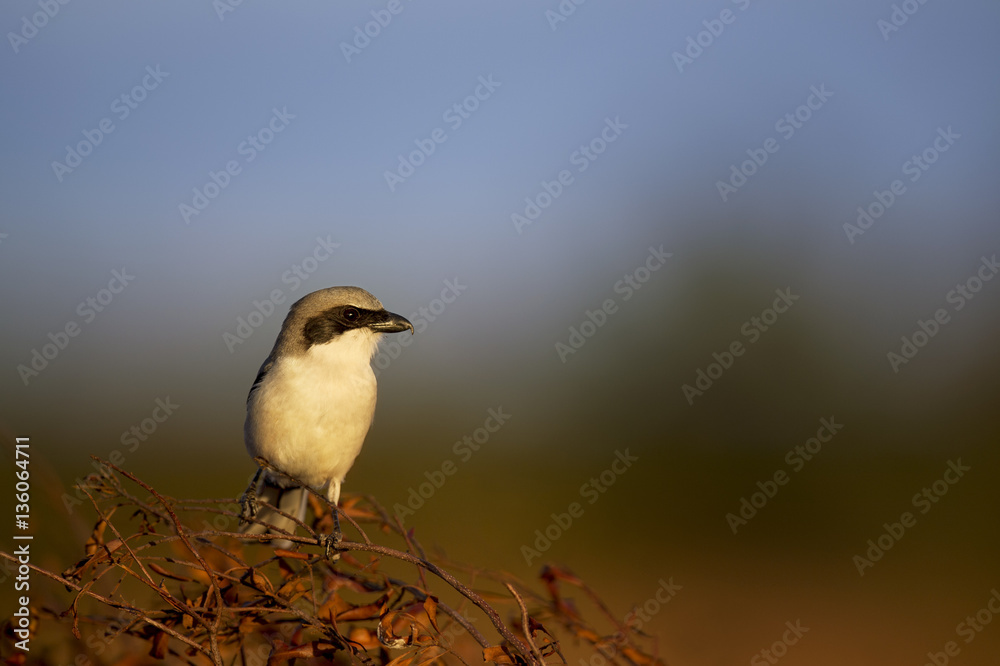 A Loggerhead Shrike perches on a dead branch in the late evening sunlight with a soft background.