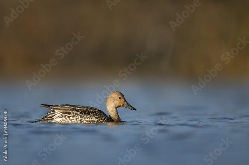 A female Northern Pintail lazily floats by on a bright sunny morning between dunking her head foraging for food.