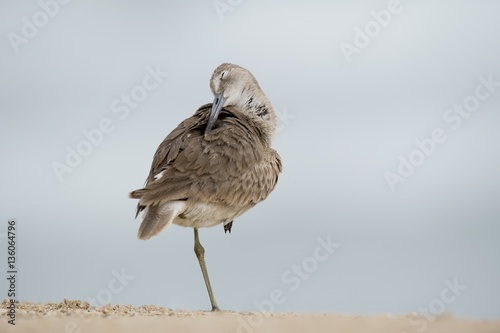 A Willet preens and cleans its feathers with its eye shut while standing on one leg in soft overcast light. photo