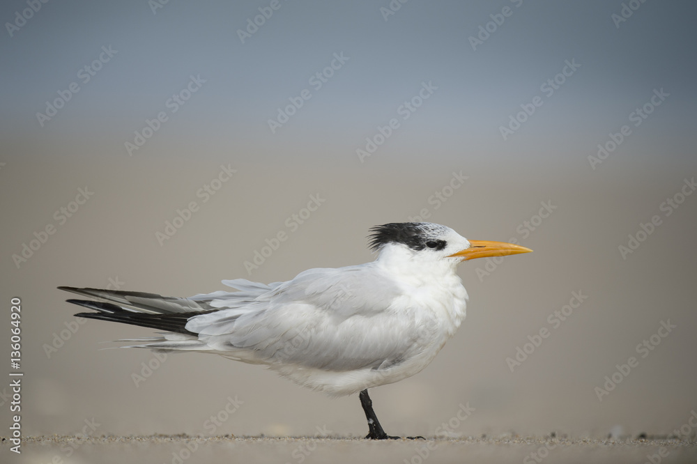 A Royal Tern stands on a sandy beach with a smooth background and soft sunny light. A Royal Tern stands on a sandy beach with a smooth background and soft sunny light.
