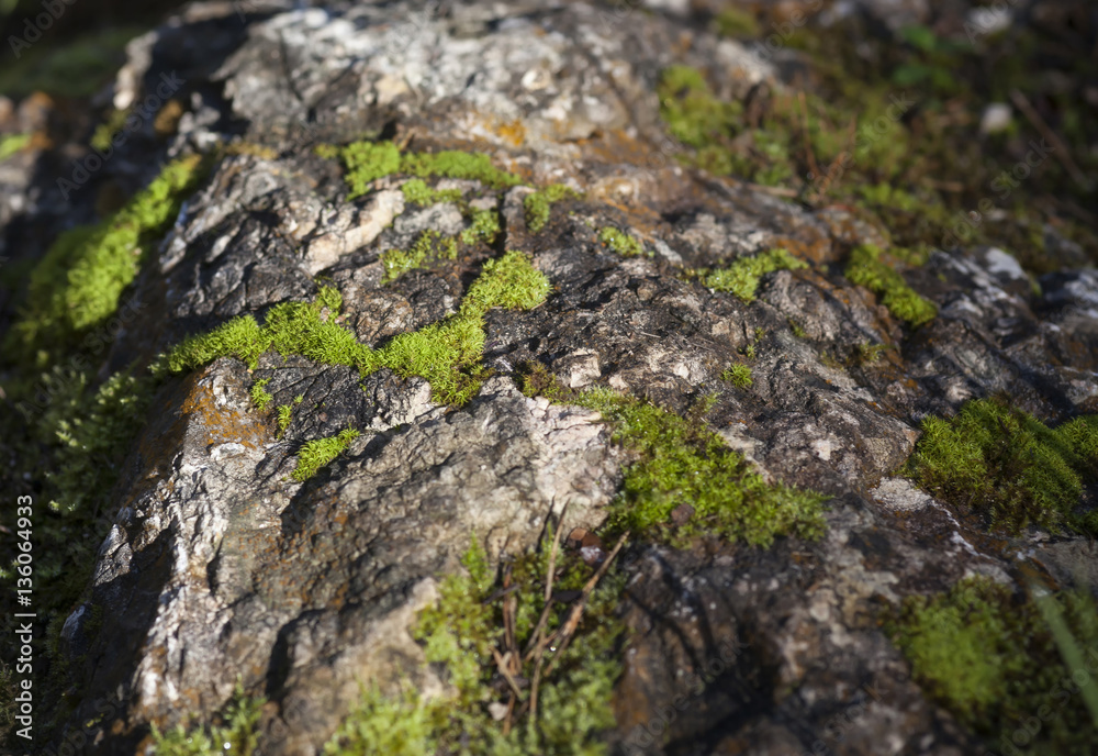 Moos auf einem Felsen