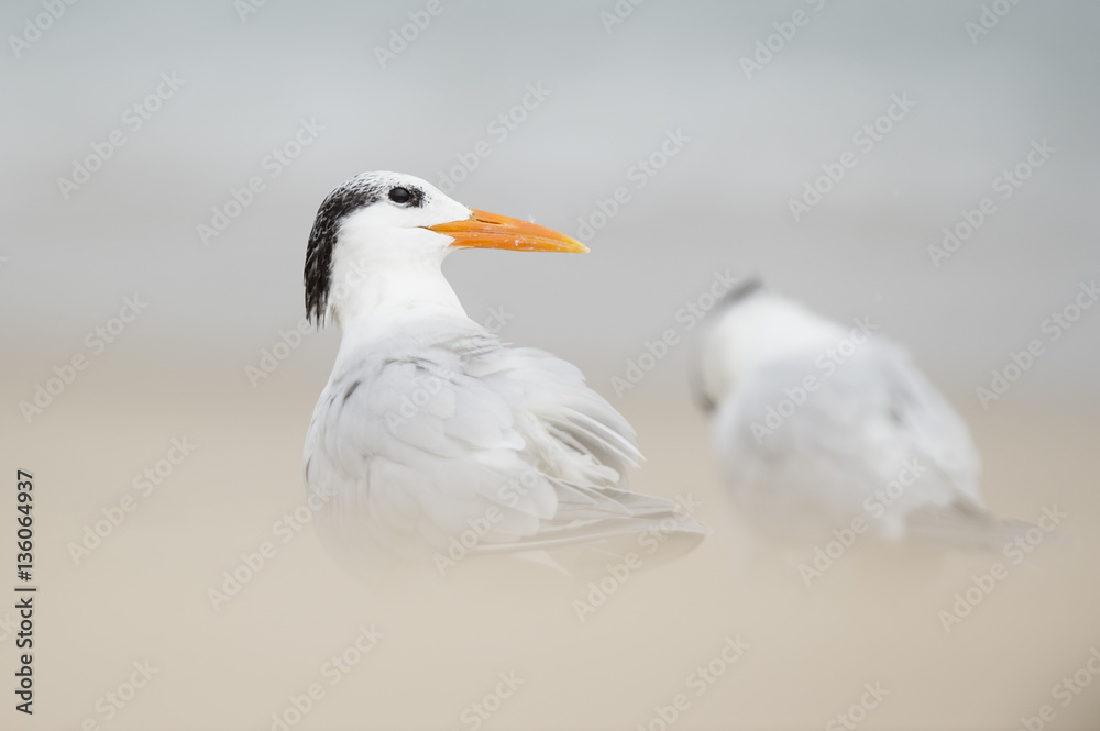 Fototapeta premium A Royal Tern stands on a beach with a smooth foreground and background in soft overcast light.