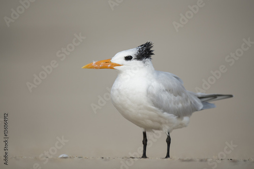 A Royal Tern stands on a sandy beach with a smooth background and soft sunny light.