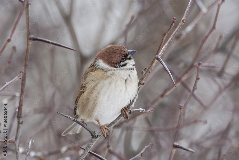 Eurasian tree sparrow on thorn Eurasian tree sparrow on thorn