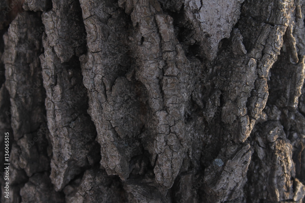 texture tree texture tree