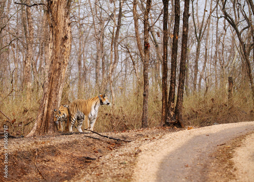 Wallpaper Mural Collarwali tigress with her cub, Pench National Park Torontodigital.ca