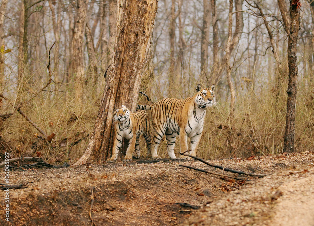 Fototapeta premium Collarwali tigress with her cub, Pench National Park