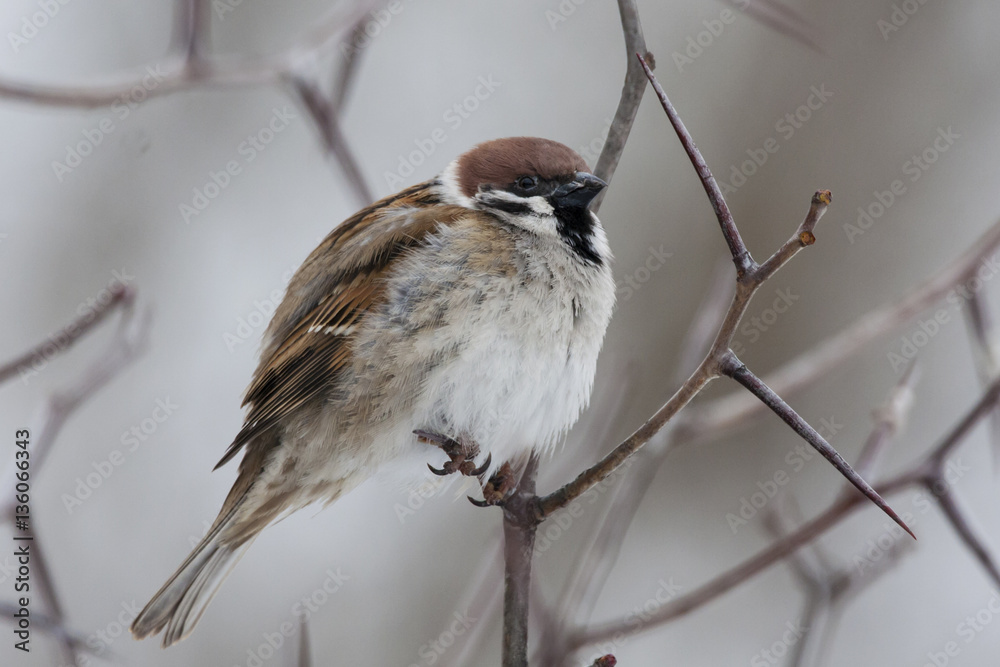 Naklejka premium Eurasian tree sparrow on thorn