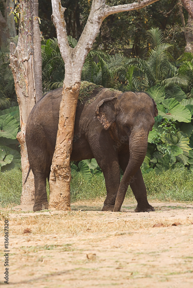 photograph of an Asian elephant rubbing against a tree