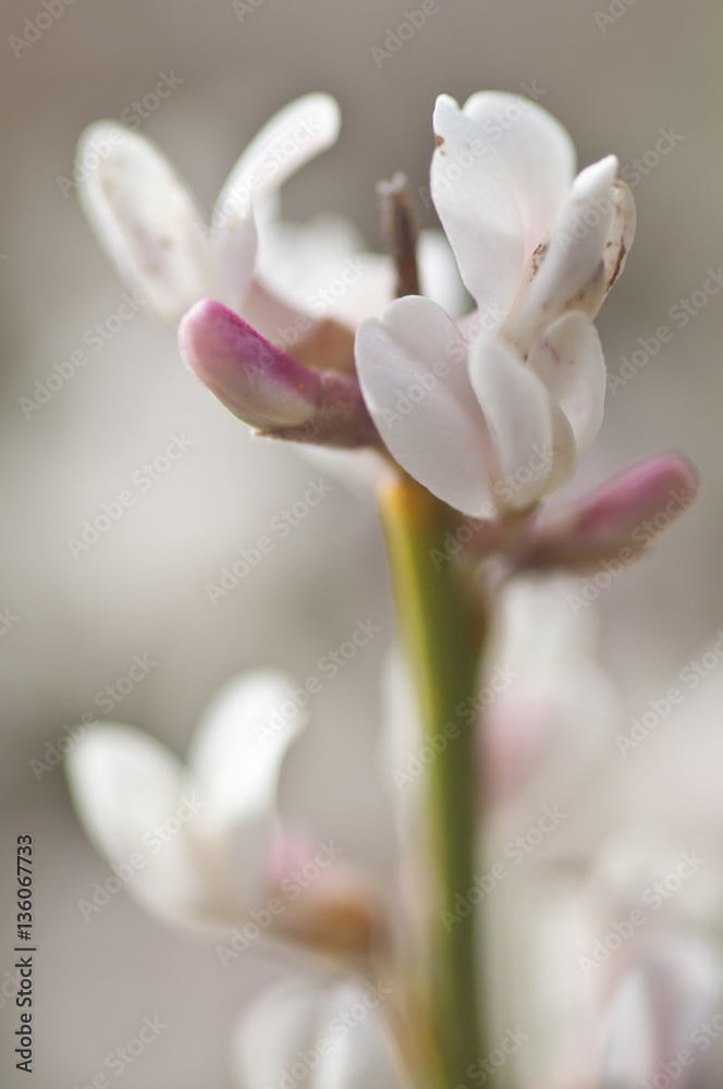 Fototapeta premium flower exposition. canary island