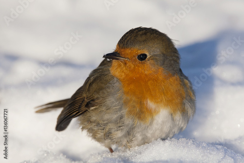 European robin on snow © Anton Mir-Mar