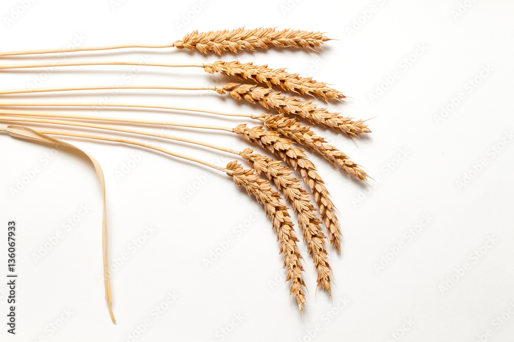 Hard wheat on white background, close up