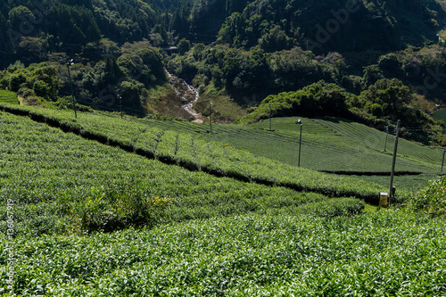Green fresh Tea field