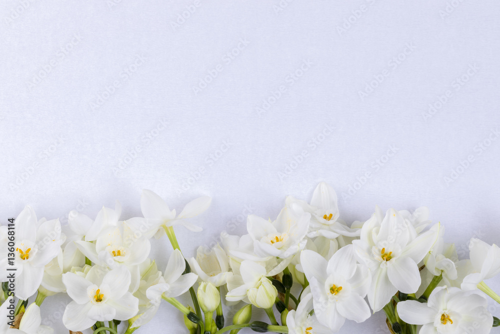 White narcissus in line at the bottom on white textured background
