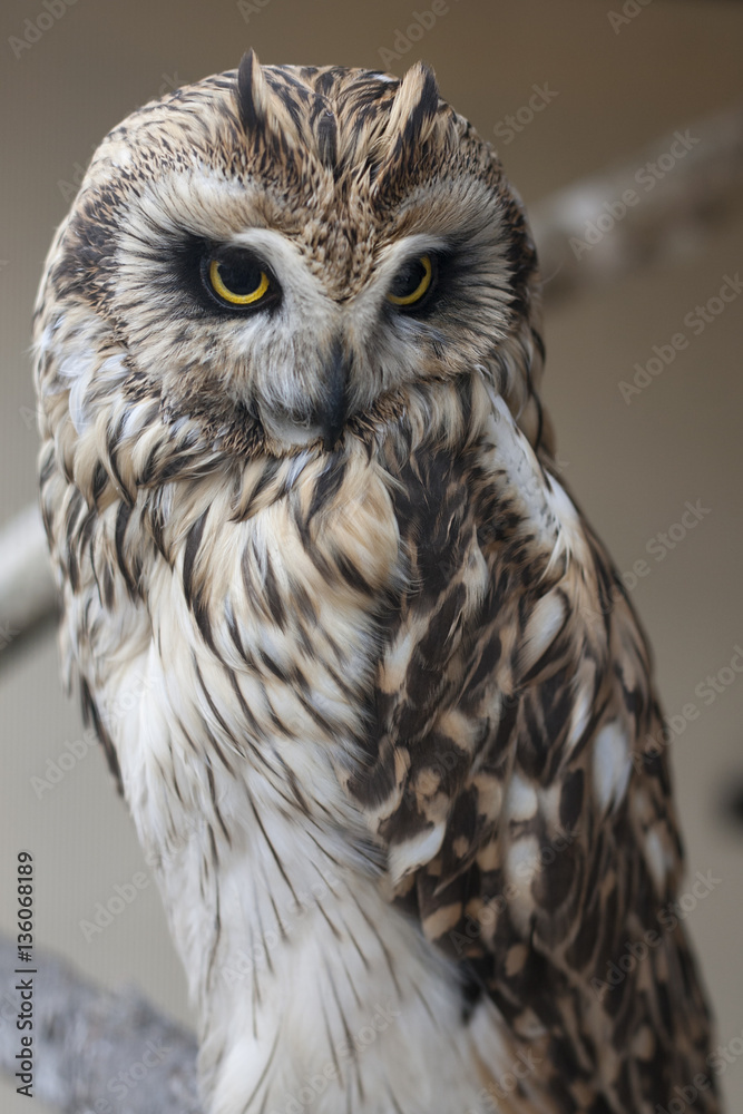 Obraz premium Short-eared owl