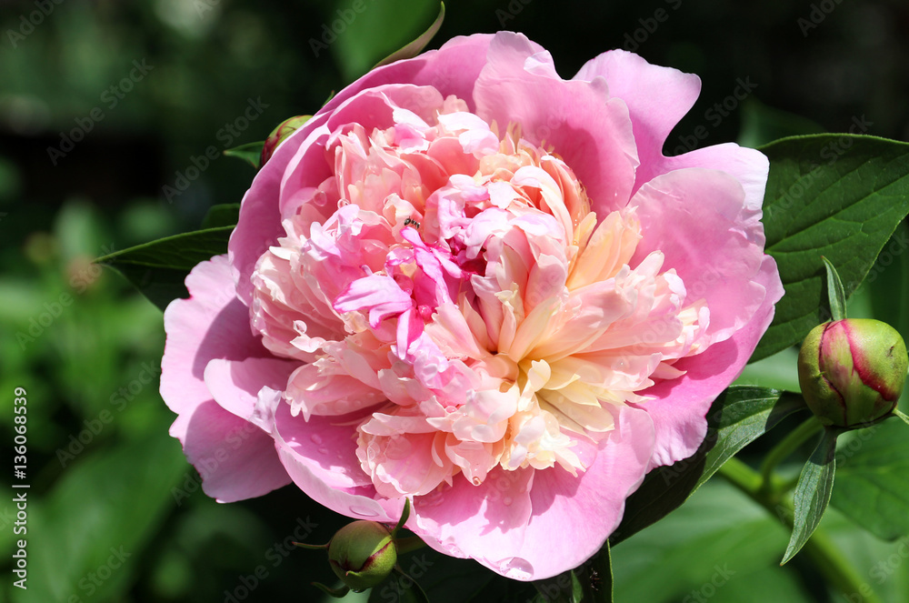 Fototapeta premium Romantic pink peony in the spring garden. 