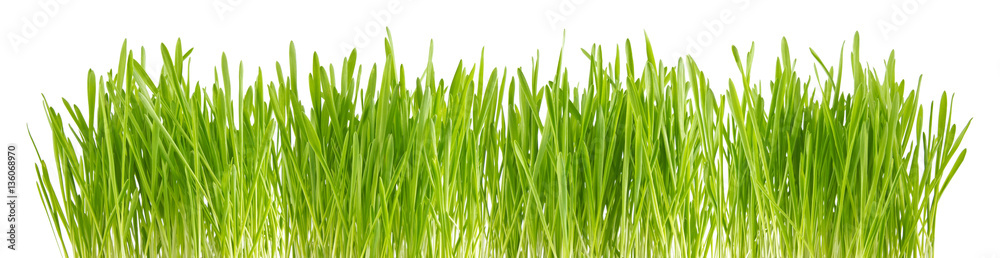Green sprout of wheat and rye Green sprout of wheat and rye