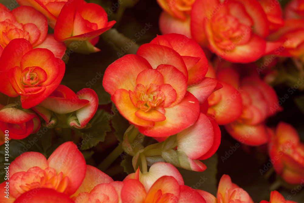 Flower exposition. Canary Island Flower exposition. Canary Island