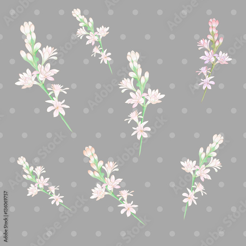 Tuberose Image medicinal, perfumery and cosmetic plants. Seamless pattern. Wallpaper. Use printed materials, signs, posters, postcards, packaging.