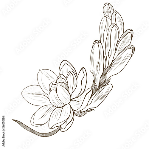 Tuberose Image medicinal, perfumery and cosmetic plants. Wallpaper. Use printed materials, signs, posters, postcards, packaging.