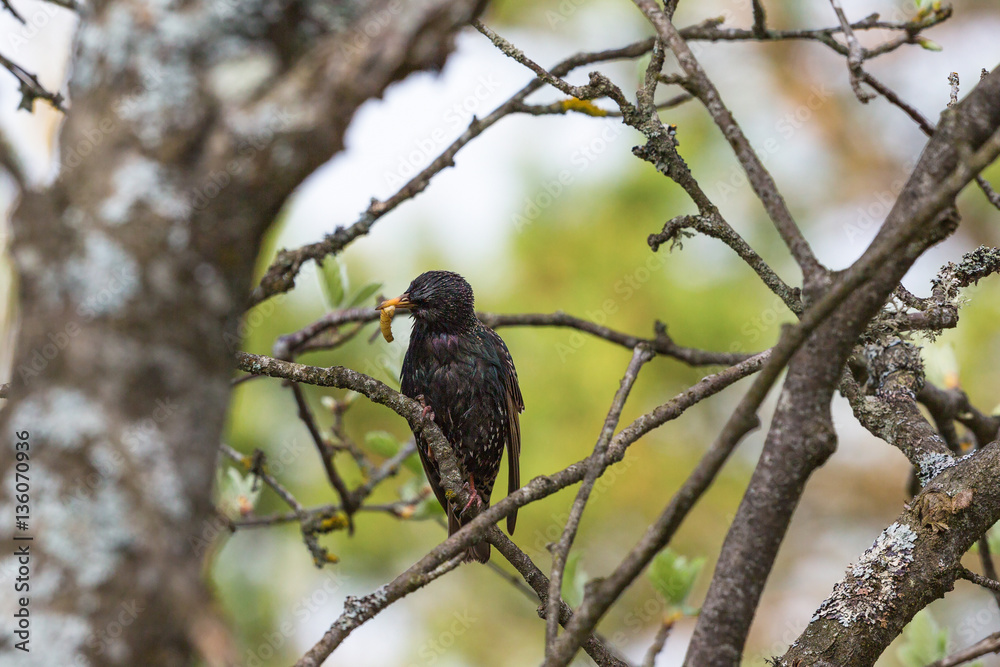 Starling with a caterpillar on a branch Starling with a caterpillar on a branch