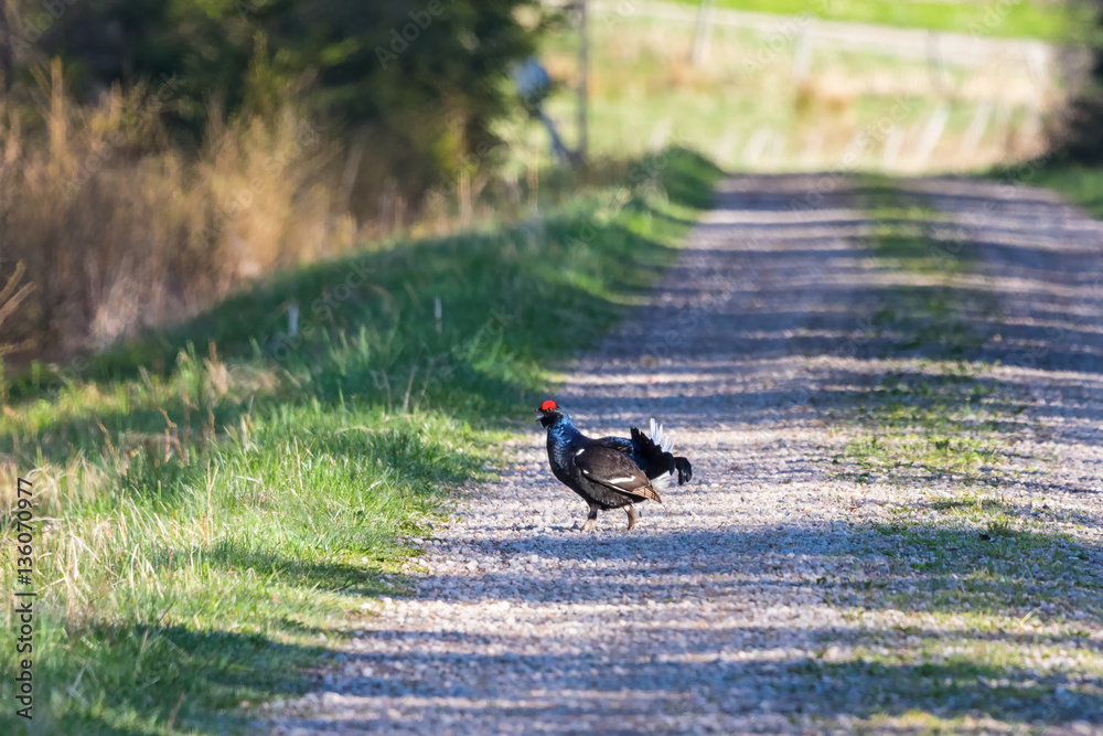 Black grouse walking on the dirt road in the woods