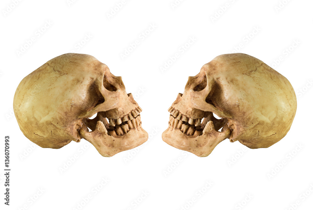 Skull side left and right view on white background / Image Isolate on white background with clipping path
Skull side left and right view on white background / Image Isolate on white background with clipping path