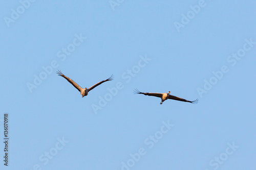 Two crane flying the sky